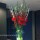 Christmas arrangement of red gladioli