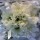 Daisy Chrysanthemum corsage