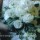 Teardrop bridal bouquet of ranunculus, hyacinths and lissianthas