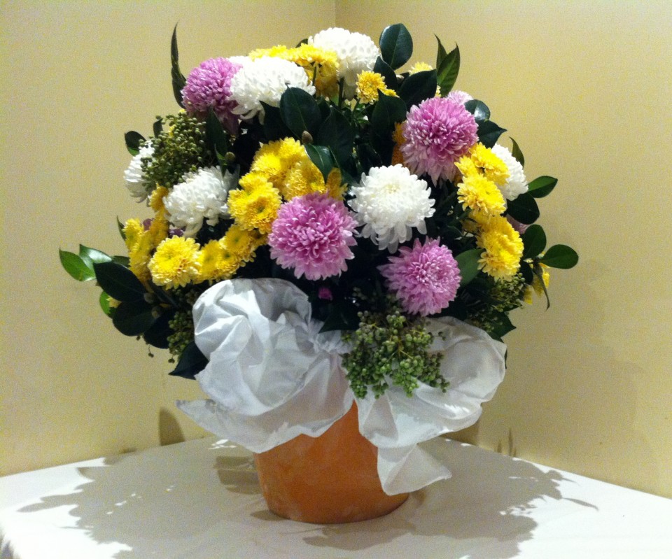 Large terracotta pot of chrysanthemums and privett berries