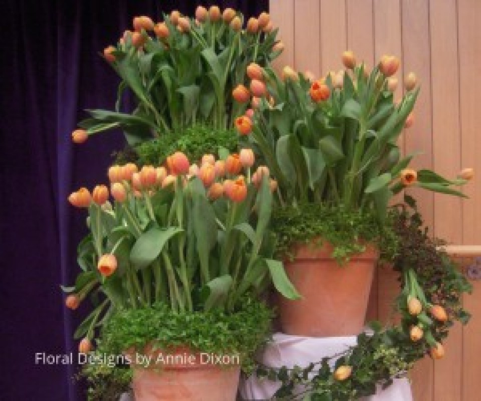 Corporate arrangement of tulips in large pots