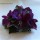 Purple orchid corsage with autumn berries